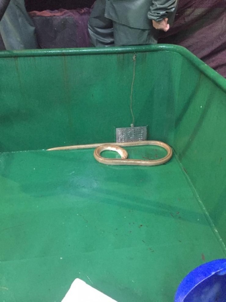 Çanakkale Boğazı’nda ilk kez görüldü