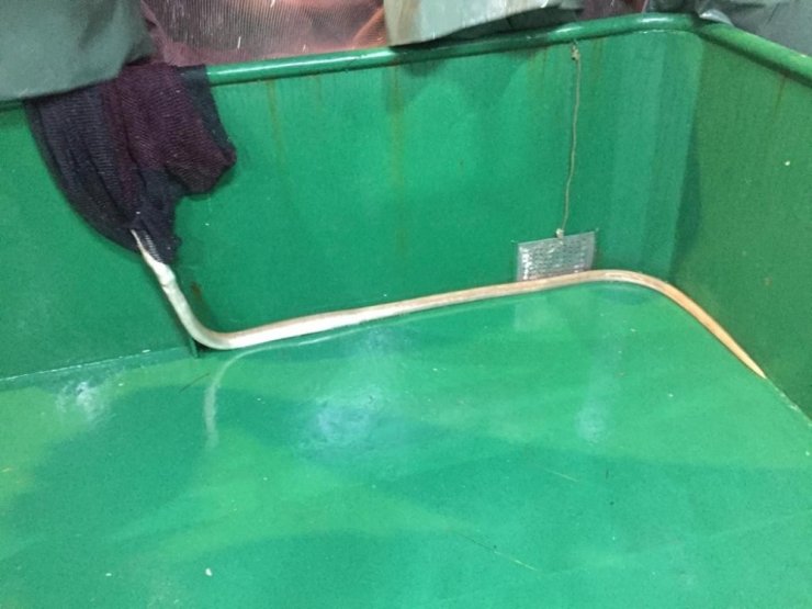 Çanakkale Boğazı’nda ilk kez görüldü