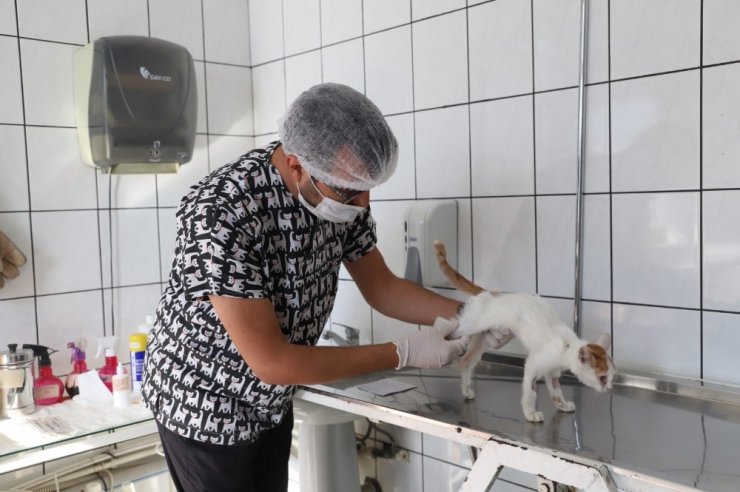 9 ayda 4 bin 520 sokak hayvanının bakım ve tedavisi yapıldı