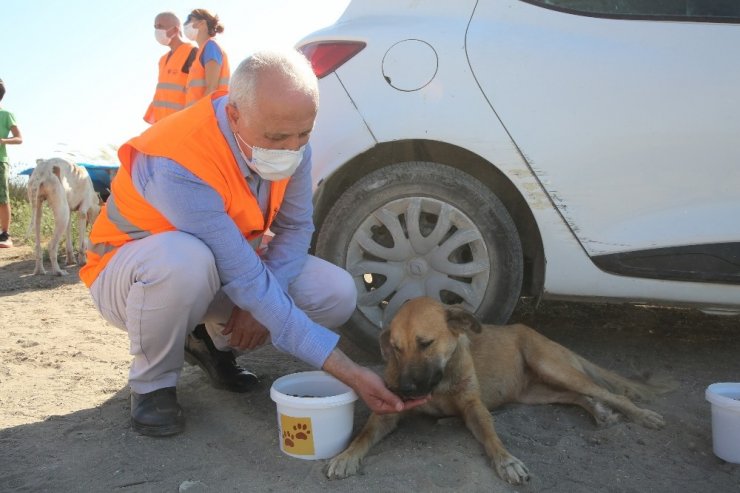 Gültak, sokak hayvanlarına mama ve su dağıttı