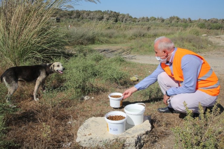 Gültak, sokak hayvanlarına mama ve su dağıttı