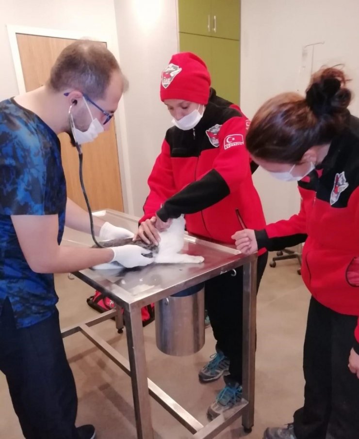 DAK kuyuda günlerdir mahsur alan yavru kediyi kurtardı