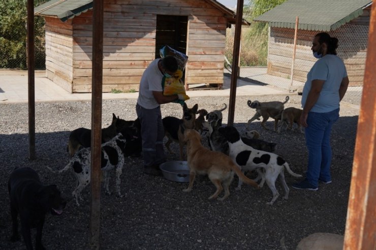 Diyarbakır Büyükşehir Belediyesi sokak hayvanlarını unutmadı