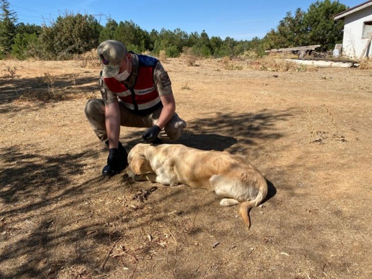 Elazığ’da jandarmadan 4 Ekim Hayvanları Koruma Günü etkinliği