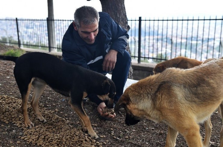 Sokak Hayvanları Acil Müdahale Ekibi 19 bin sokak hayvanını tedavi etti