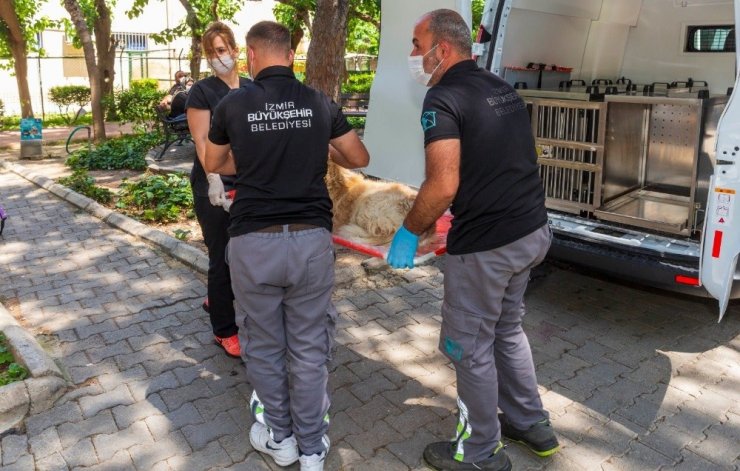 Sokak Hayvanları Acil Müdahale Ekibi 19 bin sokak hayvanını tedavi etti