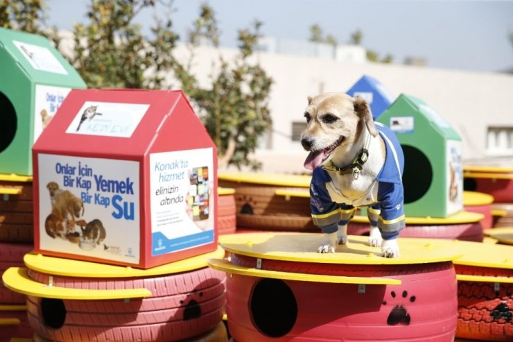 Konak’ta sokak hayvanları için anlamlı farkındalık