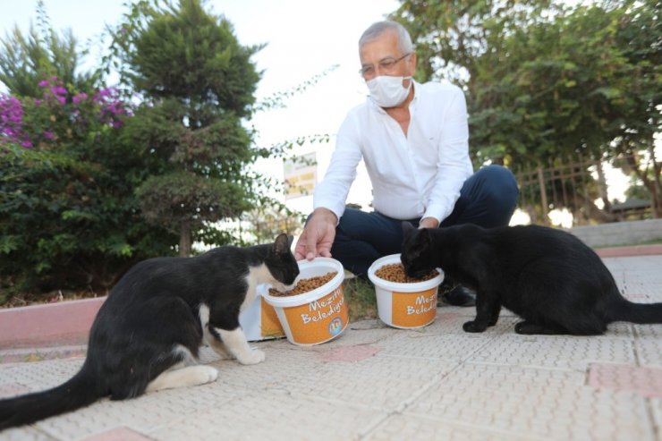 Başkan Tarhan, sokak hayvanlarını besledi