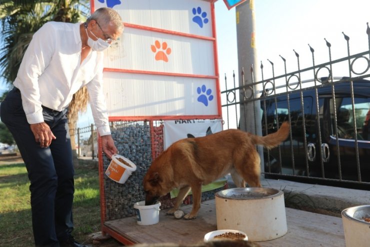 Başkan Tarhan, sokak hayvanlarını besledi