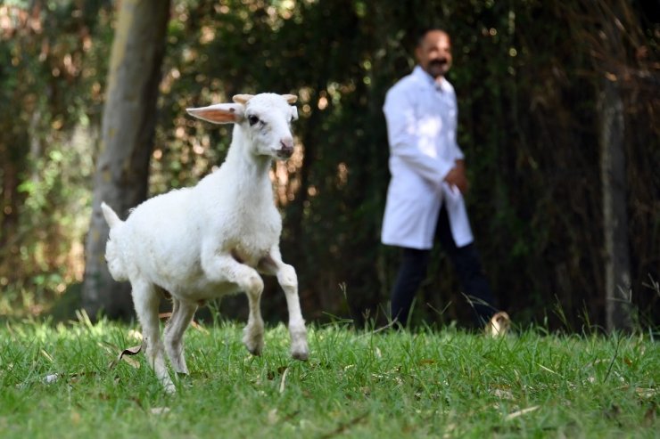 Sevimli kuzu Tarsus Doğa Parkı’nın maskotu oldu