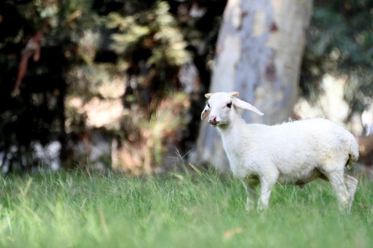 Sevimli kuzu Tarsus Doğa Parkı’nın maskotu oldu