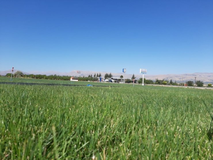 Yeşilyurt Belediyesi çimi kendi tesislerinde üretiyor