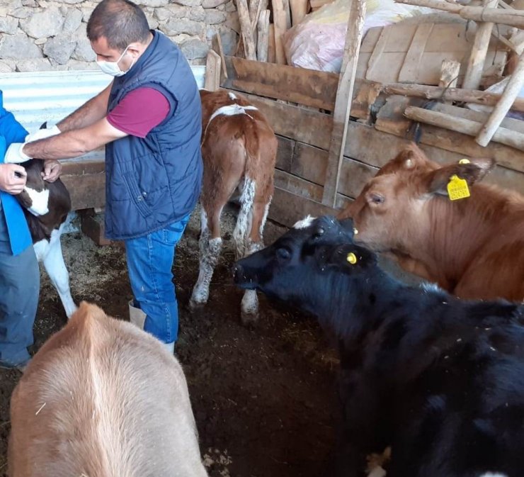 430 bin büyükbaş hayvan şap hastalığına karşı aşılanacak