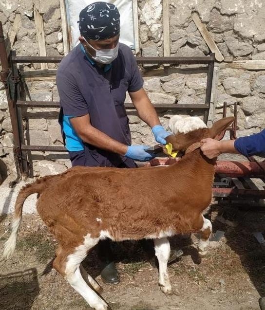430 bin büyükbaş hayvan şap hastalığına karşı aşılanacak