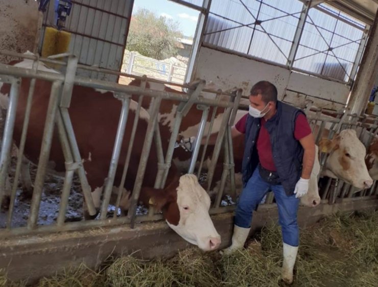 430 bin büyükbaş hayvan şap hastalığına karşı aşılanacak