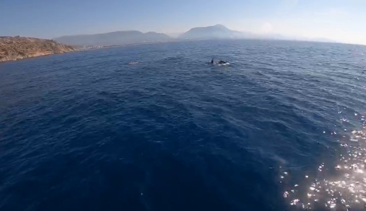 Tekneyle birlikte yüzen yunuslar renkli görüntüler oluşturdu