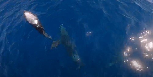 Tekneyle birlikte yüzen yunuslar renkli görüntüler oluşturdu