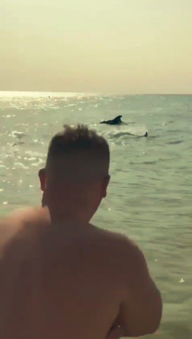 Sahile kadar gelen yunuslar turistlerle birlikte yüzdü