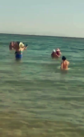 Sahile kadar gelen yunuslar turistlerle birlikte yüzdü