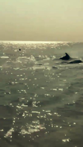 Sahile kadar gelen yunuslar turistlerle birlikte yüzdü