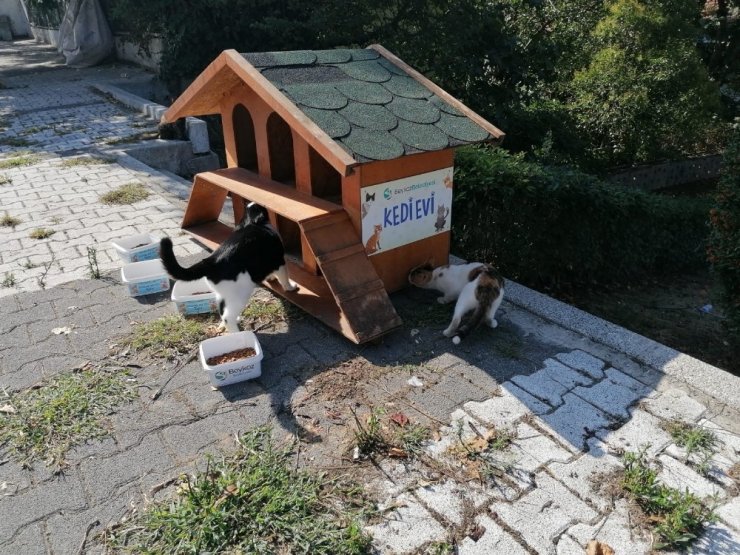 Beykoz Belediyesi 4 Ekim Hayvanları Koruma Gününde sokak hayvanlarını unutmadı