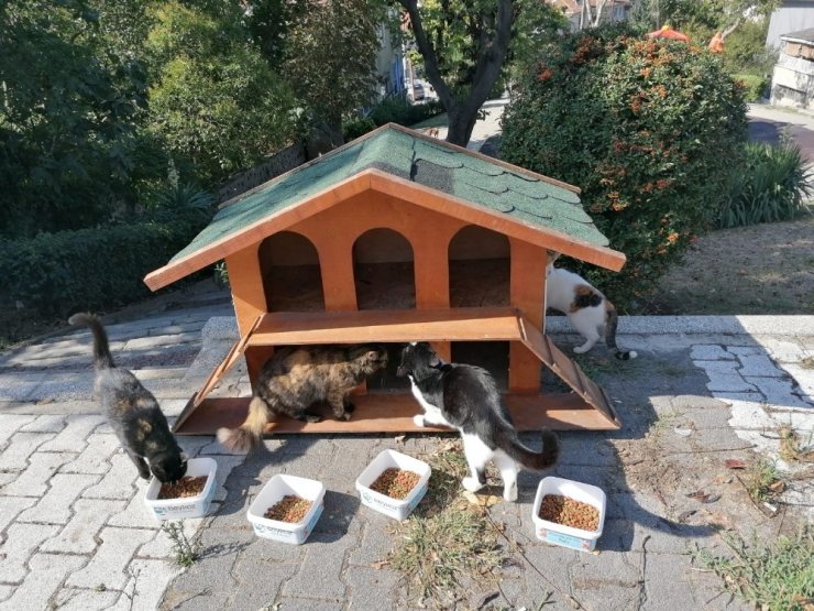 Beykoz Belediyesi 4 Ekim Hayvanları Koruma Gününde sokak hayvanlarını unutmadı