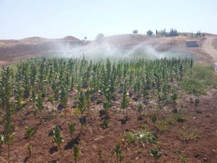 Samsat’ta araziler sulanıyor