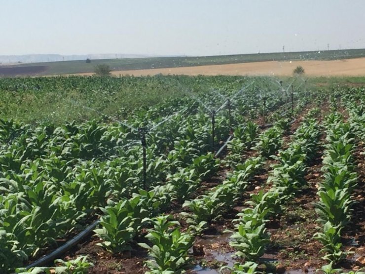 Samsat’ta araziler sulanıyor