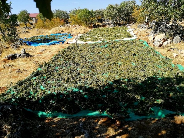 Diyarbakır’da 2 ton 628 kilo esrar ile 826 bin kök kenevir ele geçirildi