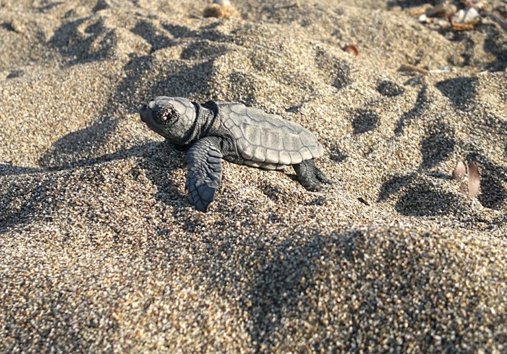 300 bin yavru kaplumbağa denizle buluştu