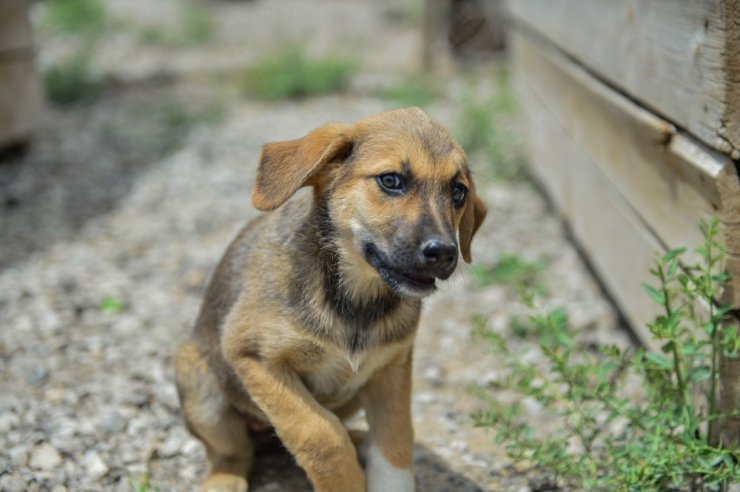 Başkent’in yeni barınağına adım adım