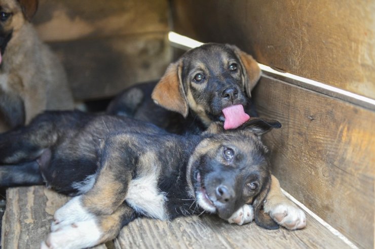 Başkent’in yeni barınağına adım adım