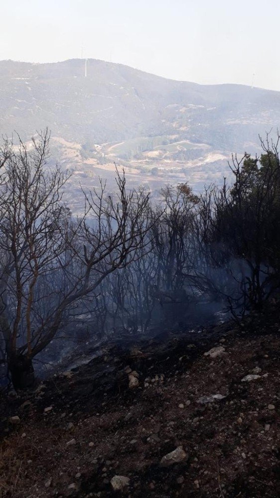 Manisa’da 8 hektar ormanlık alan yangında kül oldu