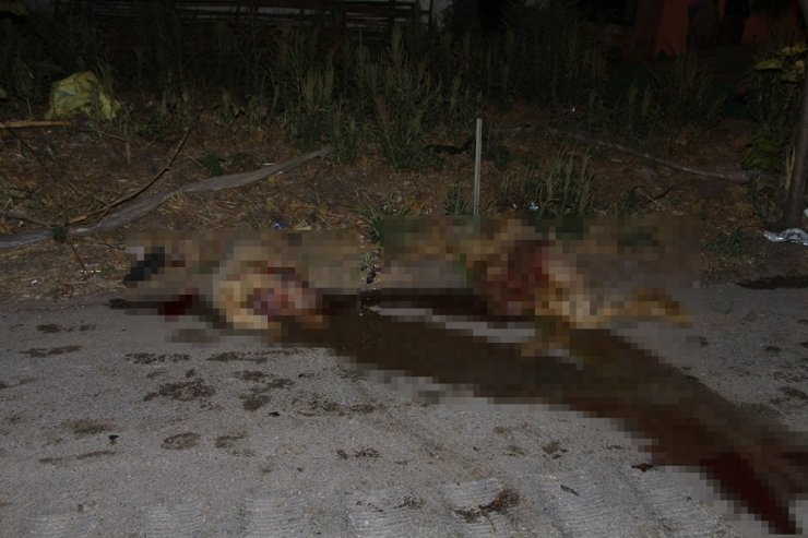 Otomobiller karayolundaki koyun sürüsüne daldı; 7 yaralı