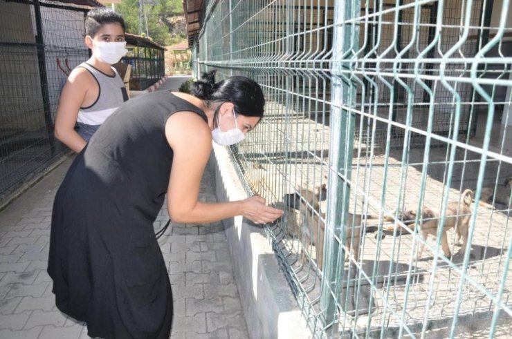 Mersin’deki hayvan barınağında 31 hayvan sahiplendirildi