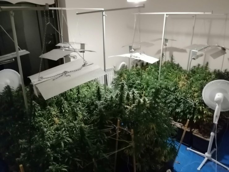 Uyuşturucu yetiştirmek için evi laboratuvara çevirmiş