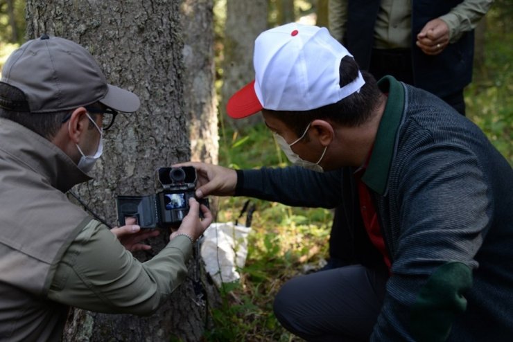 Tedavisi tamamlanan yavru çakalı Vali Şentürk doğaya saldı