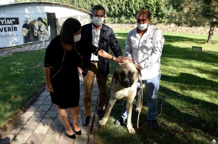 Duyarlı hayvanseverlere Tepebaşı Belediyesi’nden teşekkür