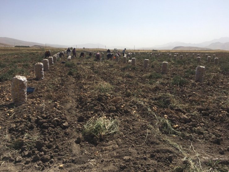 Yaylada patates hasatı başladı