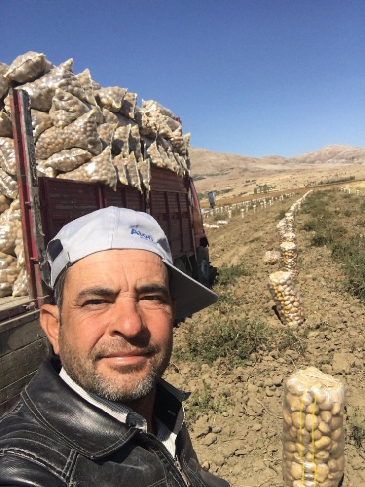 Yaylada patates hasatı başladı