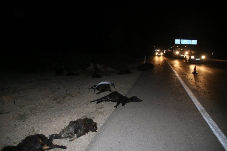 Otomobiller sürüye çarptı: 23 keçi telef oldu