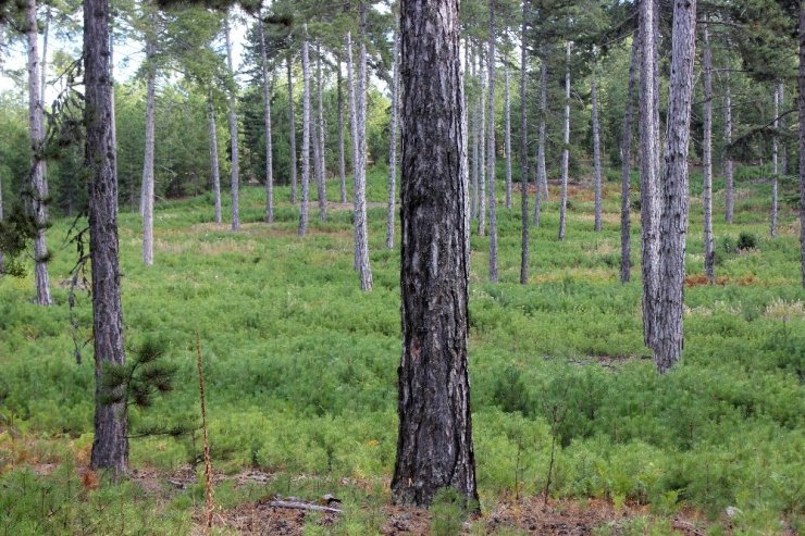 Bursa’nın ormanları böyle gençleştiriliyor