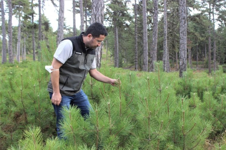 Bursa’nın ormanları böyle gençleştiriliyor