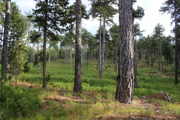 Bursa’nın ormanları böyle gençleştiriliyor