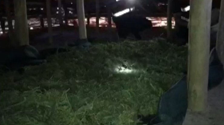 Çatıyı esrar üretim üssüne çevirmişler