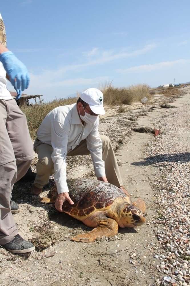 Körfez’de bulunan caretta ceratta, DEKAMER’e gönderildi