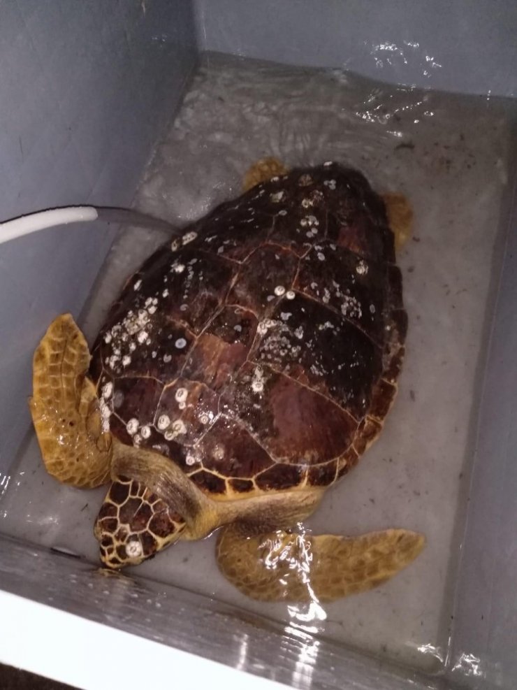 Körfez’de bulunan caretta ceratta, DEKAMER’e gönderildi