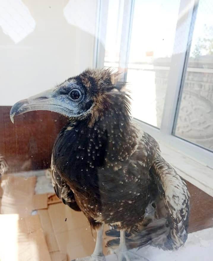 Konya'da nesli tükenmekte olan yaralı 'mısır akbabası' bulundu