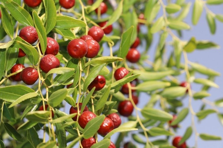 Şifa kaynağı hünnapta hasat başladı