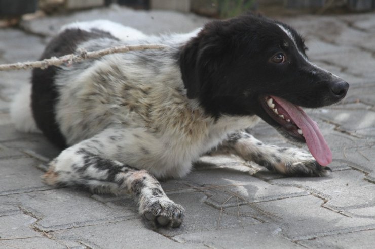 Üzeri sıcak zifte bulanıp çakıl taşları katmanı oluşan köpek hayata tutunmayı başardı